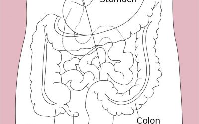 Mag-tarmkanalen: Är tarmen mindre än du tror?