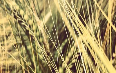 Gluten – bör jag undvika det?