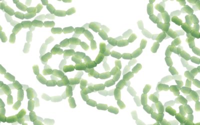 Äter goda och onda bakterier samma mat?