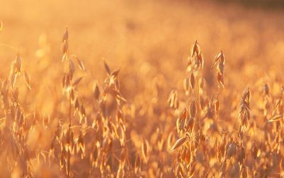 Havrebaserade produkter skonsamma för en IBS-mage?