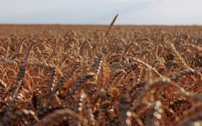 Diagnos: IBS och glutenintolerant