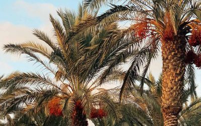 Raw food: vad kan jag äta istället för dadlar?