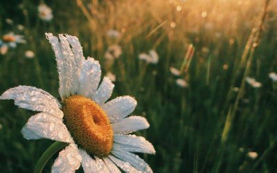 Alkohol till midsommar – hur påverkar den magen?